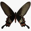 Butterfly-Rose Swallow Tail