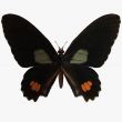 Butterfly-Ruby Swallow Tail