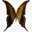 Butterfly-Swallow Tail