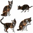 Cat-Calico