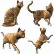 Cat-Red Tabby