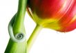Chameleon on the tulip