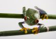 Red eye frog