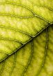 Leaf background