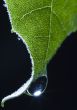 Leaf background