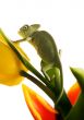 Chameleon on the tulip