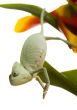 Chameleon on the tulip