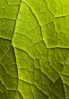 Leaf background