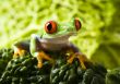Red eye frog