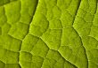 Leaf background