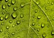 Leaf background