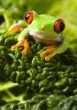 Red eye frog