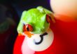 Red eye frog