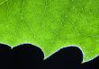 Leaf background