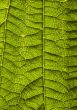 Leaf background
