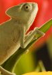 Chameleon on the tulip
