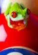 Red eye frog