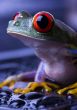 Red eye frog