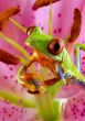 Red eye frog