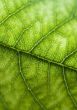 Leaf background