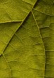 Closeup leaf