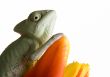 Chameleon