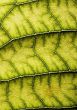 Closeup leaf