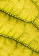 Closeup leaf