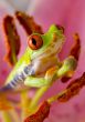 Crazy frog