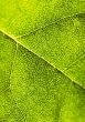 Closeup leaf