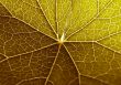Closeup leaf