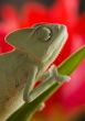 Lizard