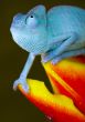 Lizard