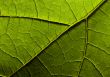 Closeup leaf