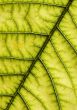 Closeup leaf