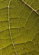 Closeup leaf