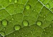 Closeup leaf