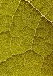 Closeup leaf