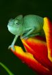 Chameleon