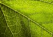 Green background