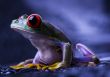 Crazy frog