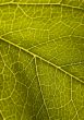 Green background