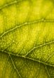 Green background