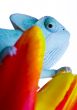Chameleon