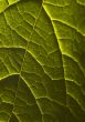 Green background