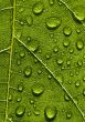 Green background