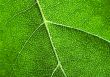 Green background