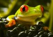 Red eyed tree frog
