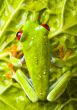 Red eyed tree frog