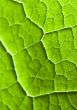 Leaf background
